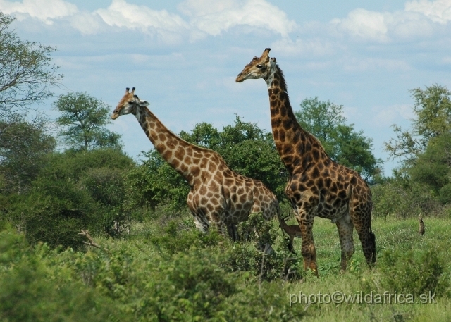 puku rsa 251.jpg - Southern or Cape Gifaffe (Giraffa camelopardalis giraffa)
